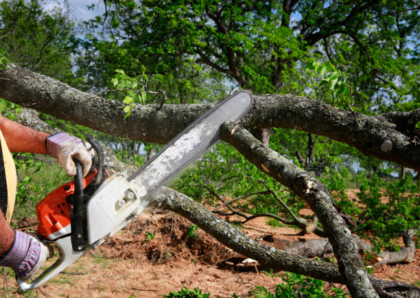 The Steps Involved in Our Tree Care Process in Puget Island, WA